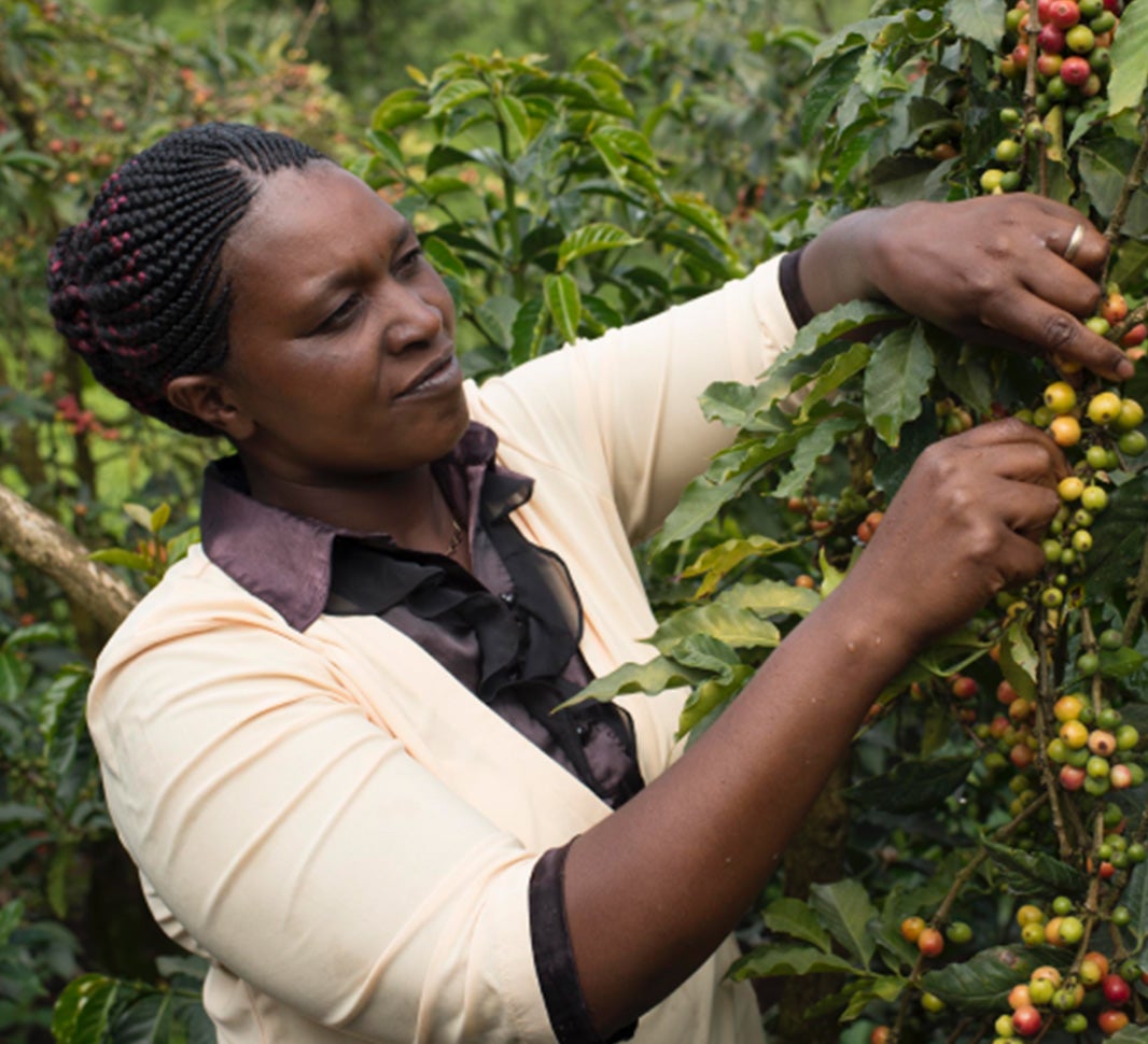 origins of coffee