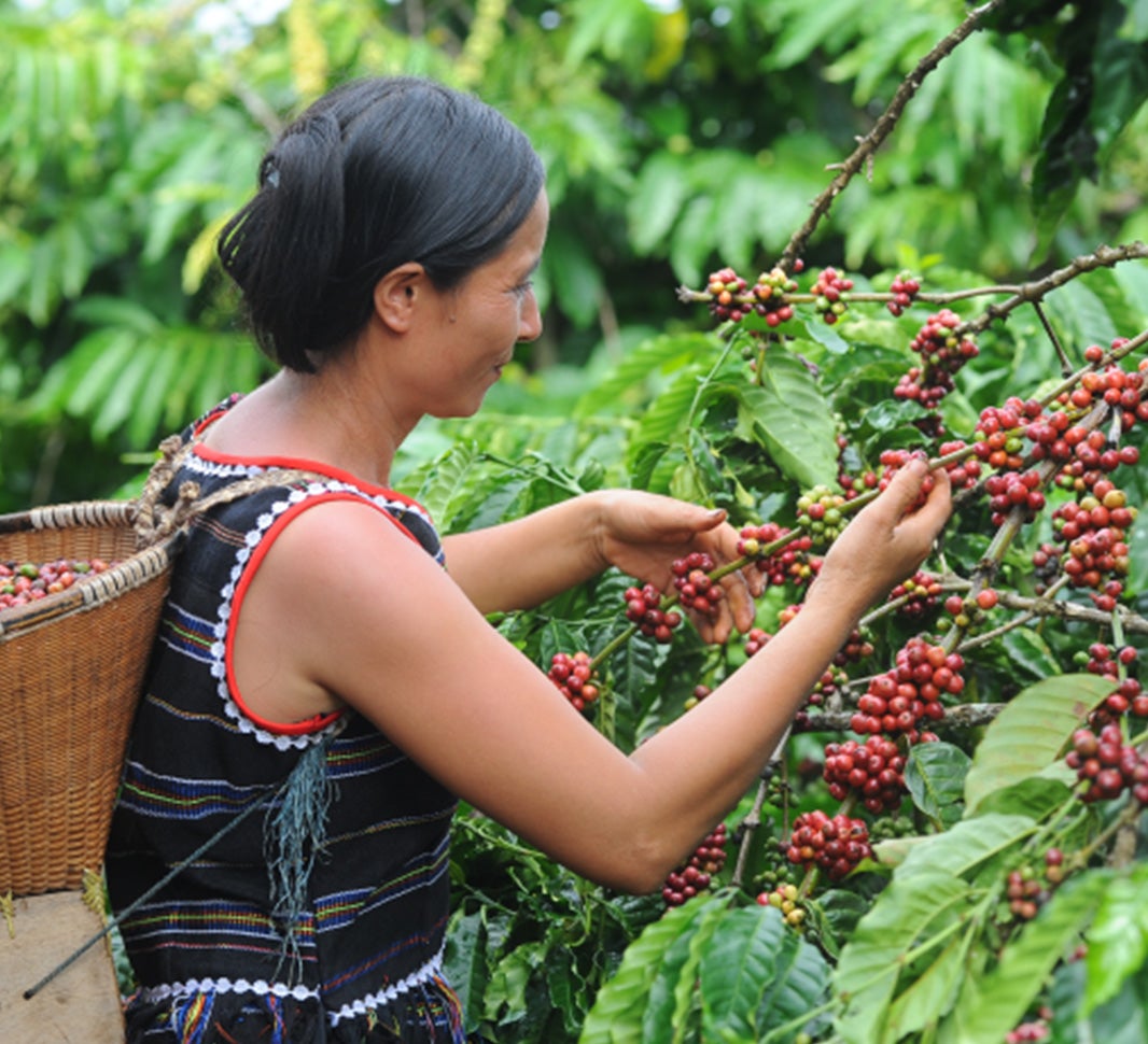 origins of coffee