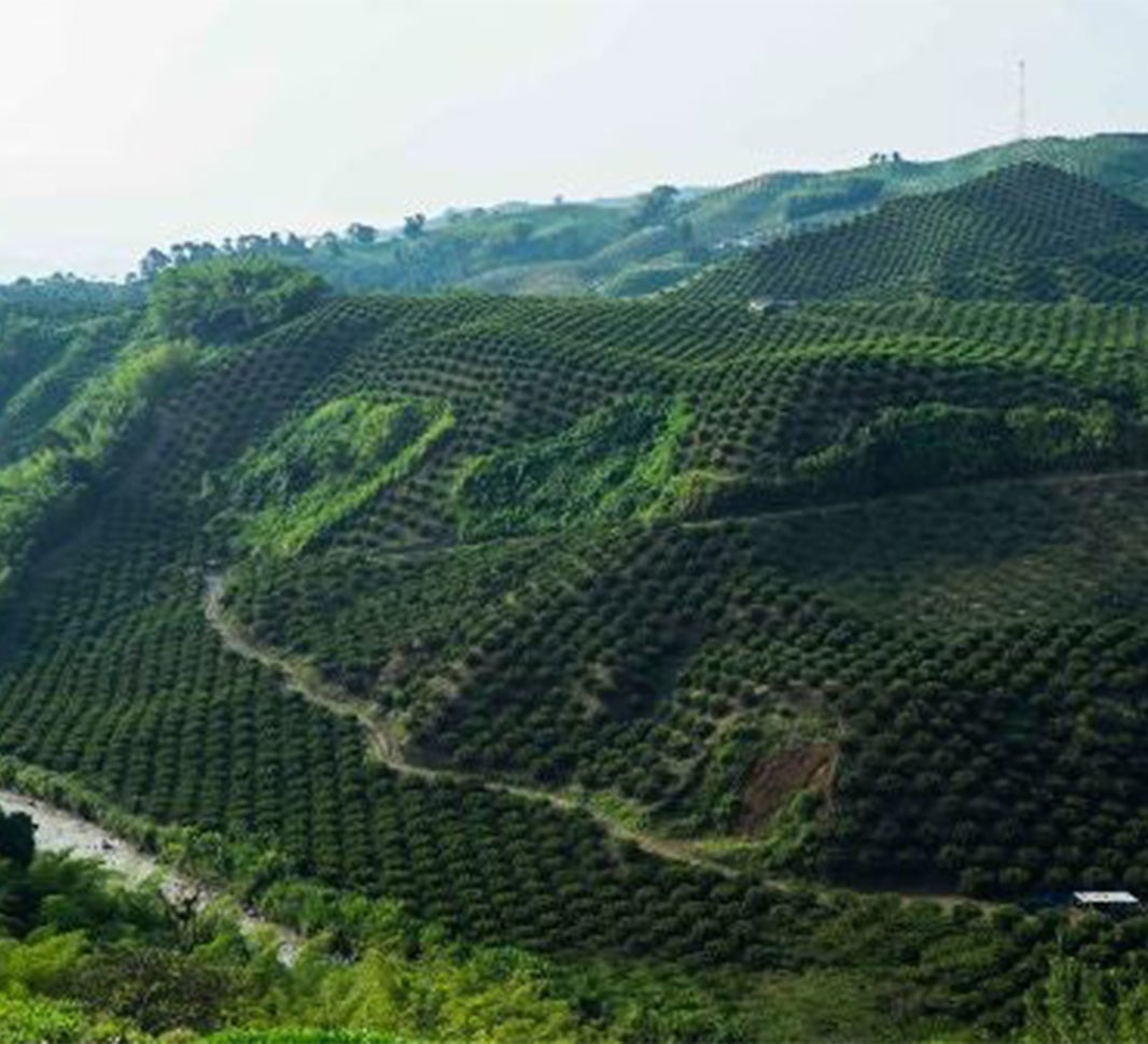 Growing Colombian Coffee Beans