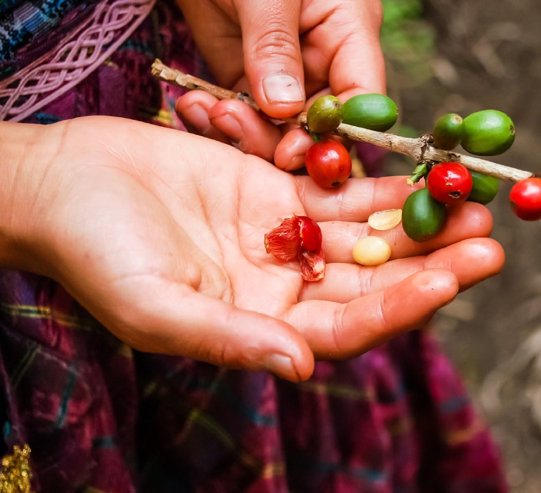 Guatemalan Coffee Beans Harvest