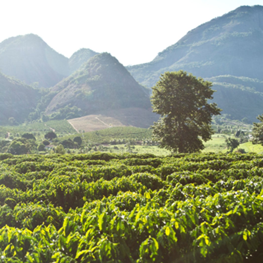 เมล็ดกาแฟโรบัสต้า