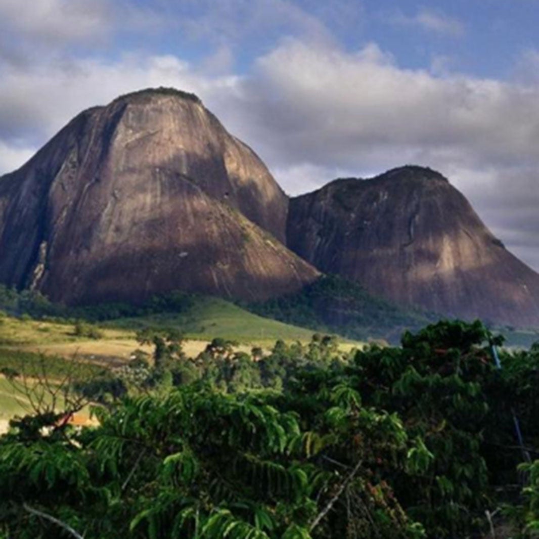 เมล็ดกาแฟอาราบิก้า