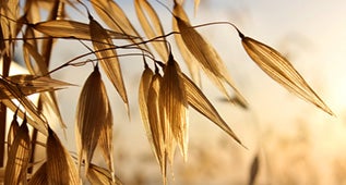 กระบวนการและกรรมวิธีในการชง