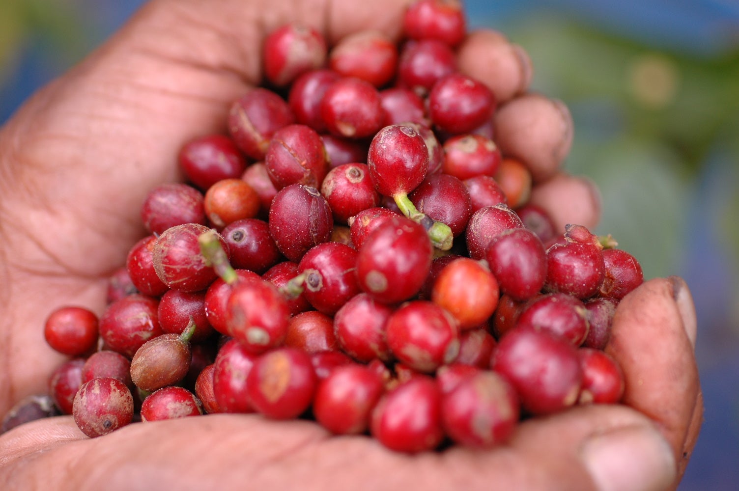 nescafé responsible sourced coffee