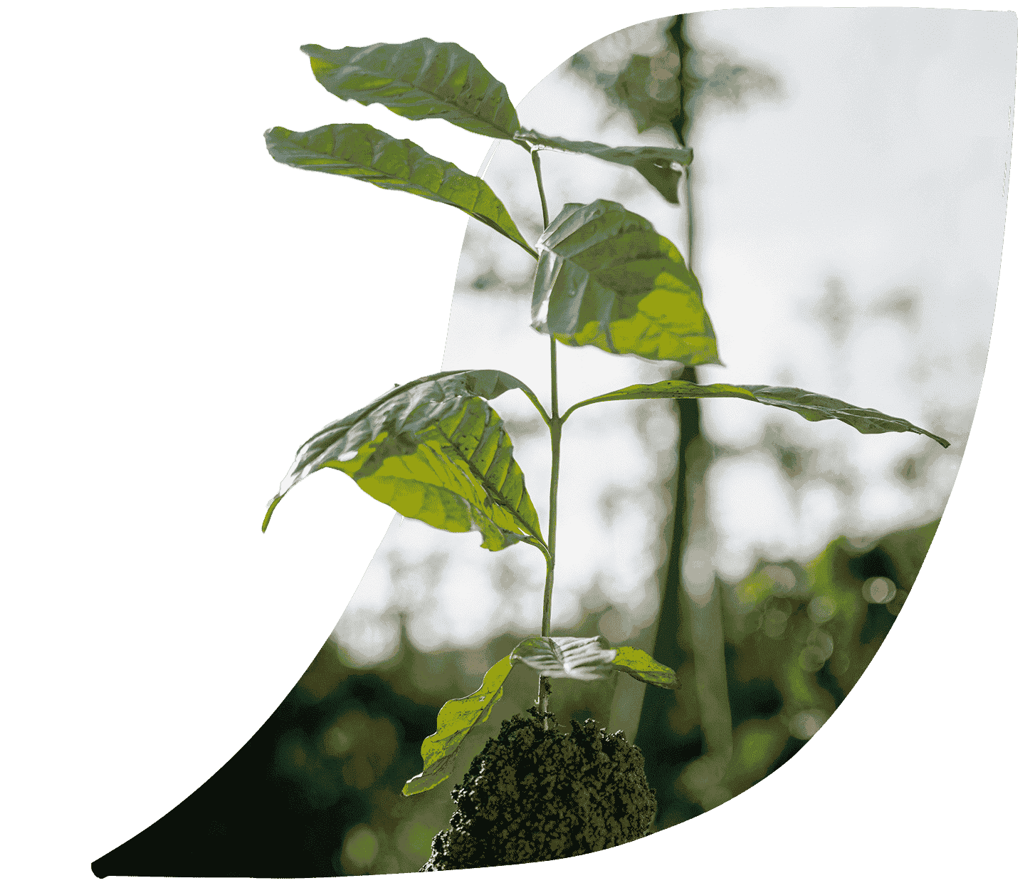 regenerative agriculture