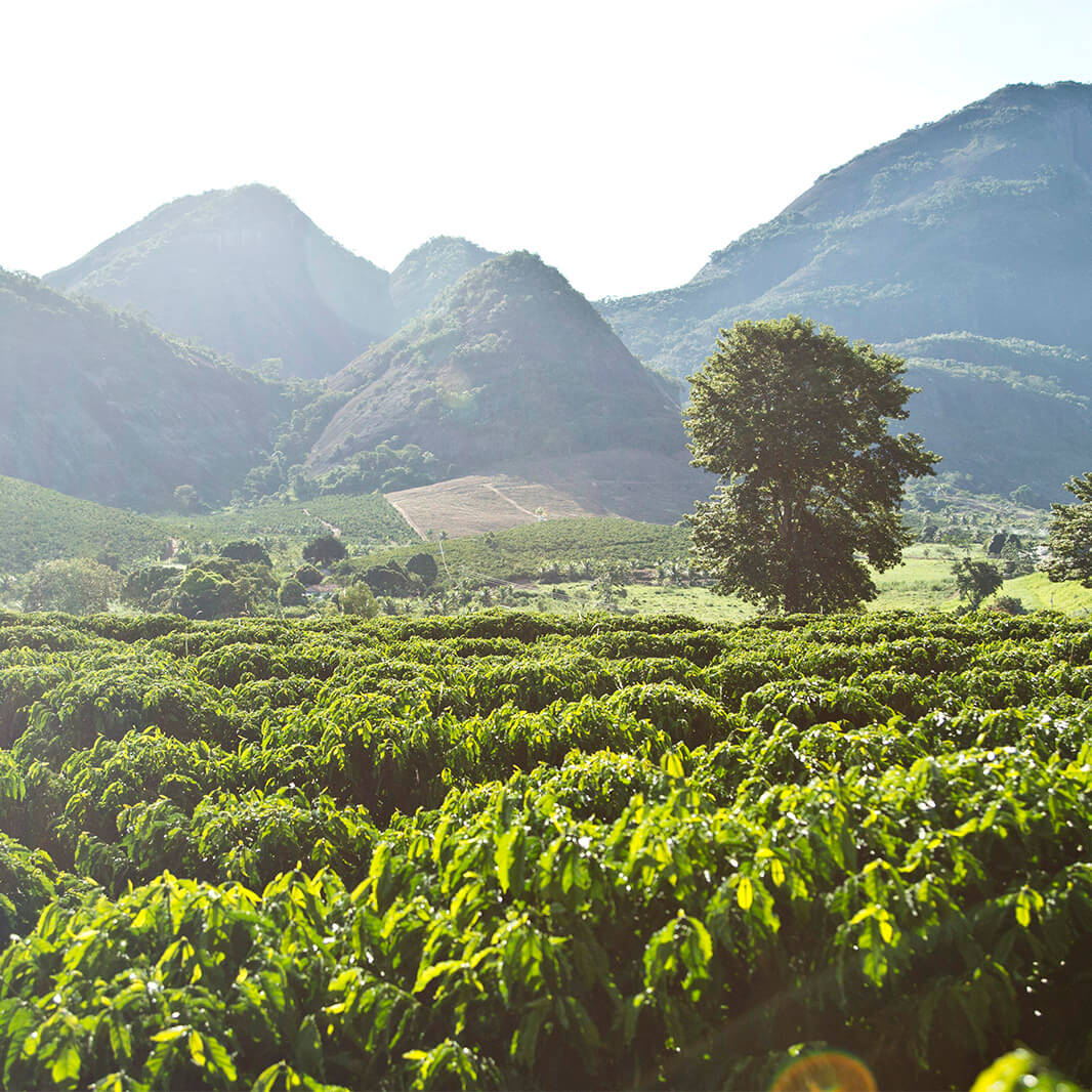 เมล็ดกาแฟโรบัสต้า