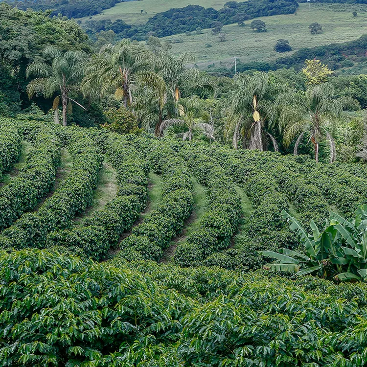diversify coffee farms