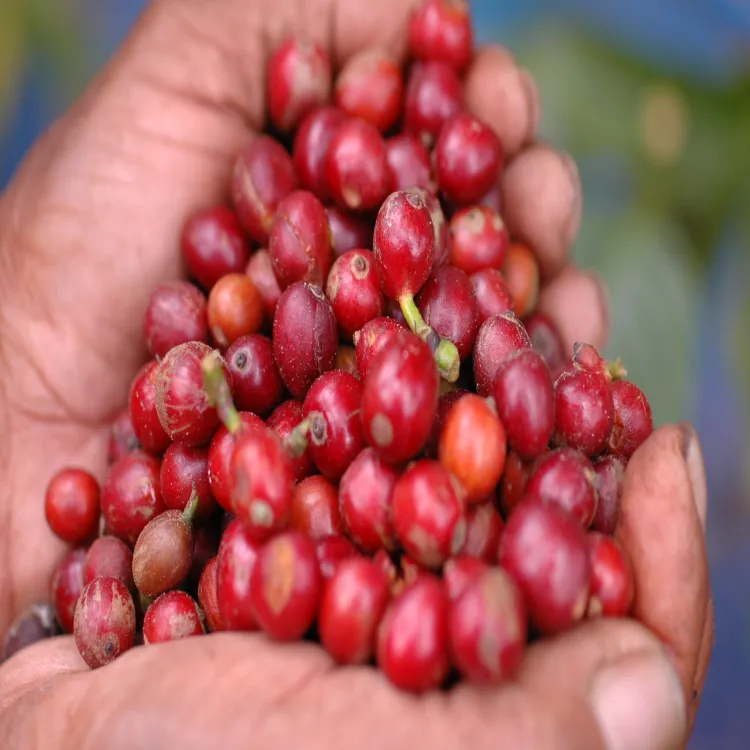 nescafé responsible sourced coffee