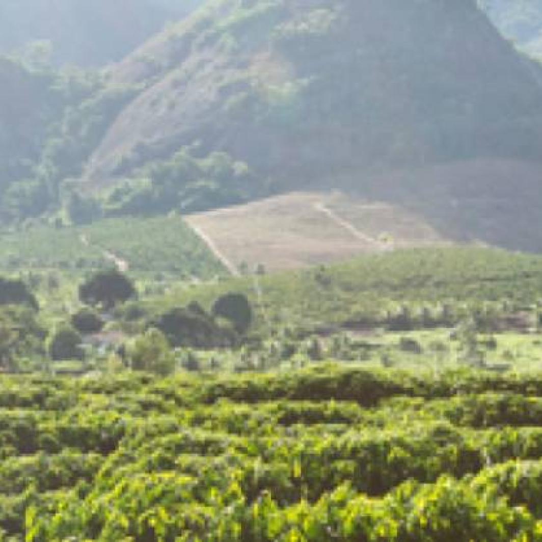 เรื่องราวของ NESCAFÉ