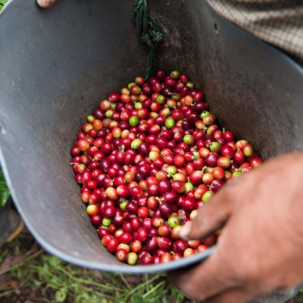 Sustainability from coffee planting to packaging