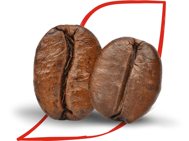 arabica and robusta coffee bean