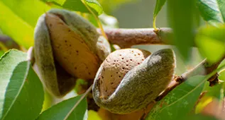 Almondbased