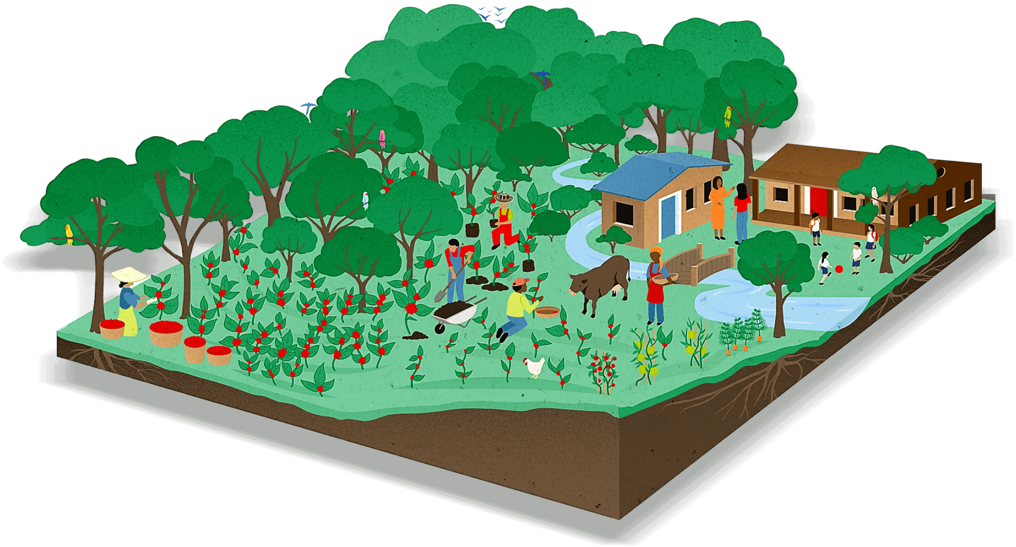 Interactive graphic of a sustainable coffee farm