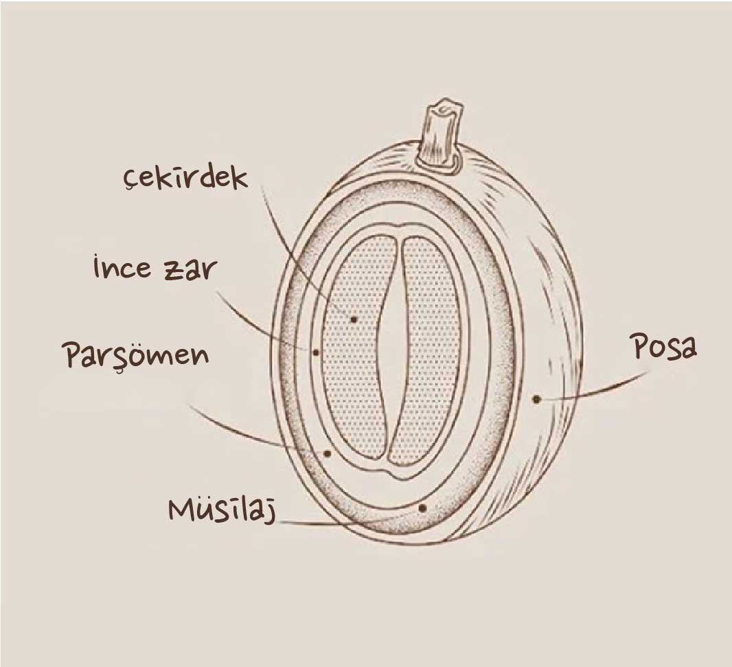 quality coffee roasts