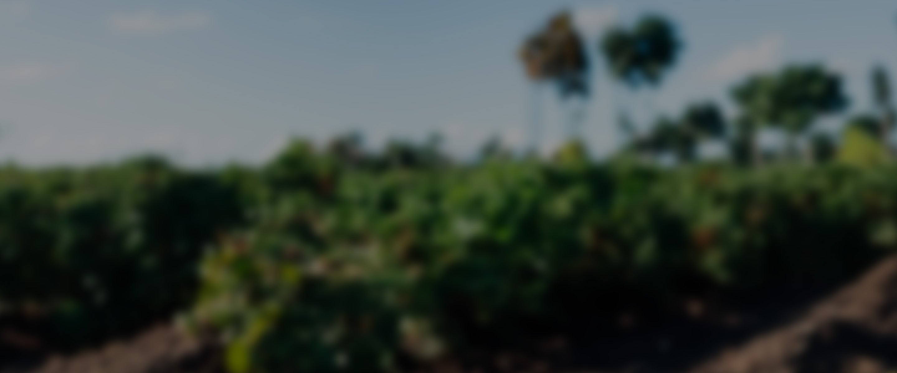 Kahve sektöründe kadınlar