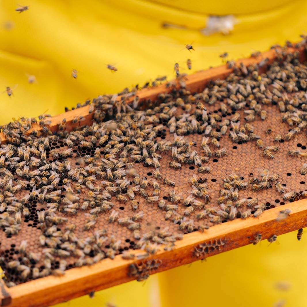 biyoçeşitliliği artırmak için arıları çekmek