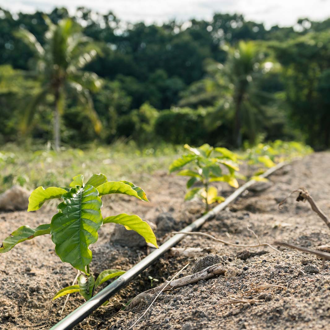 kahve plantasyonu