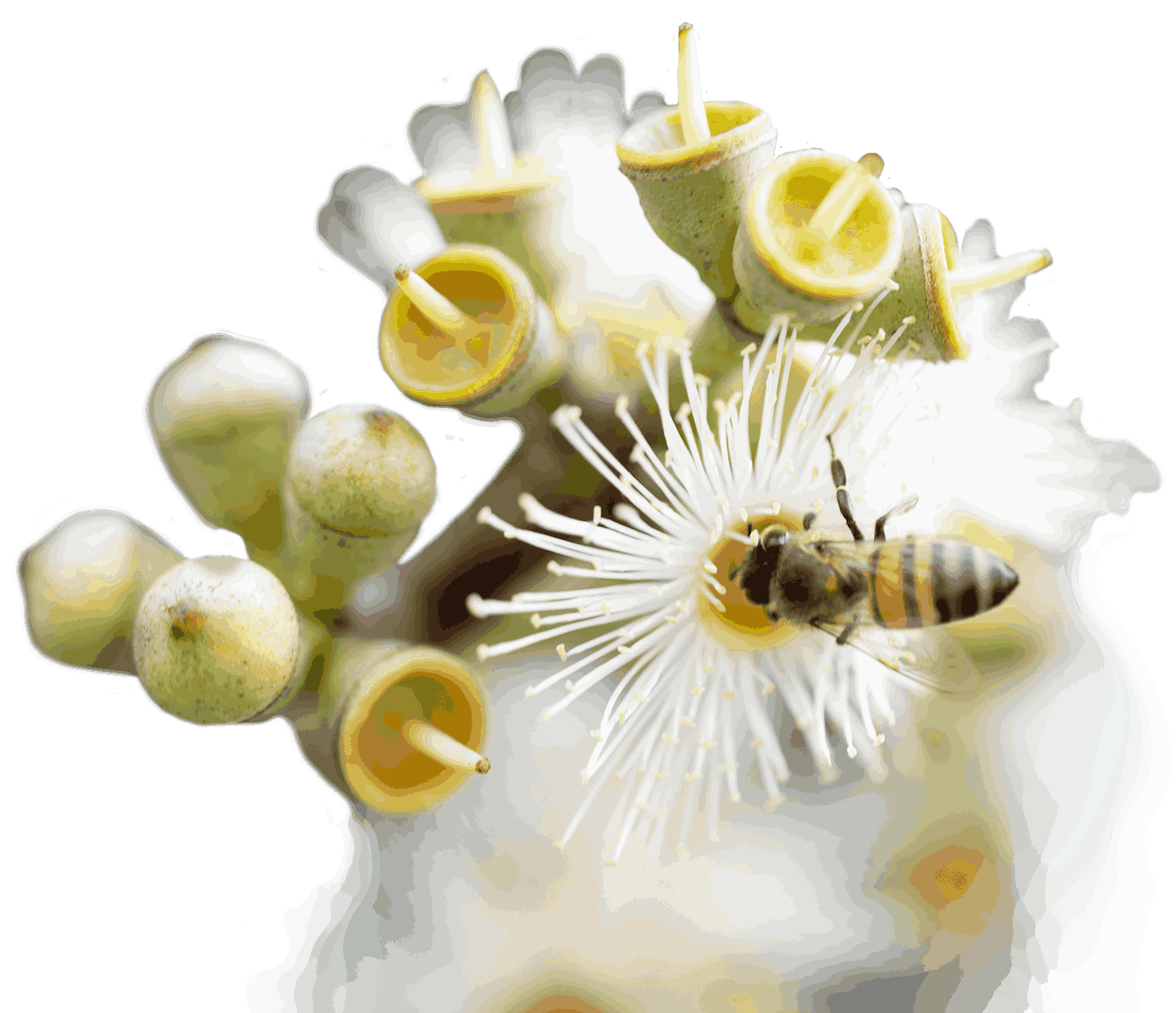 kahvede biyoçeşitlilik