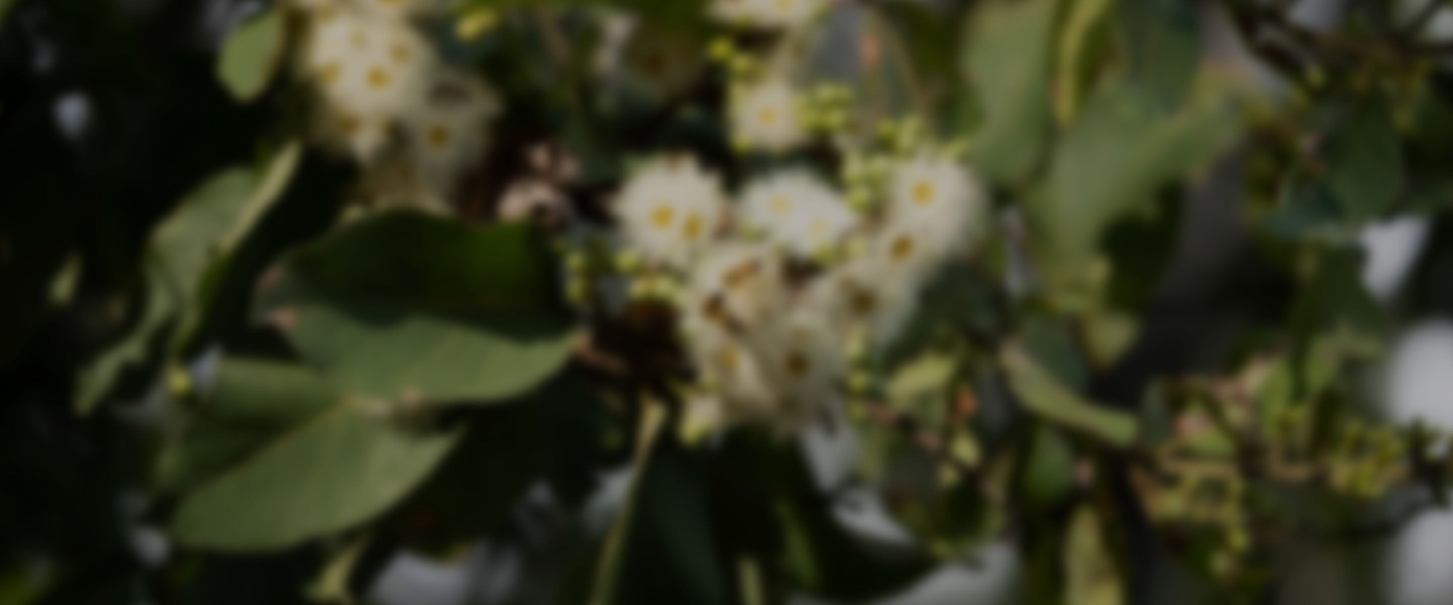 rüzgar kırıcı ağaçlar