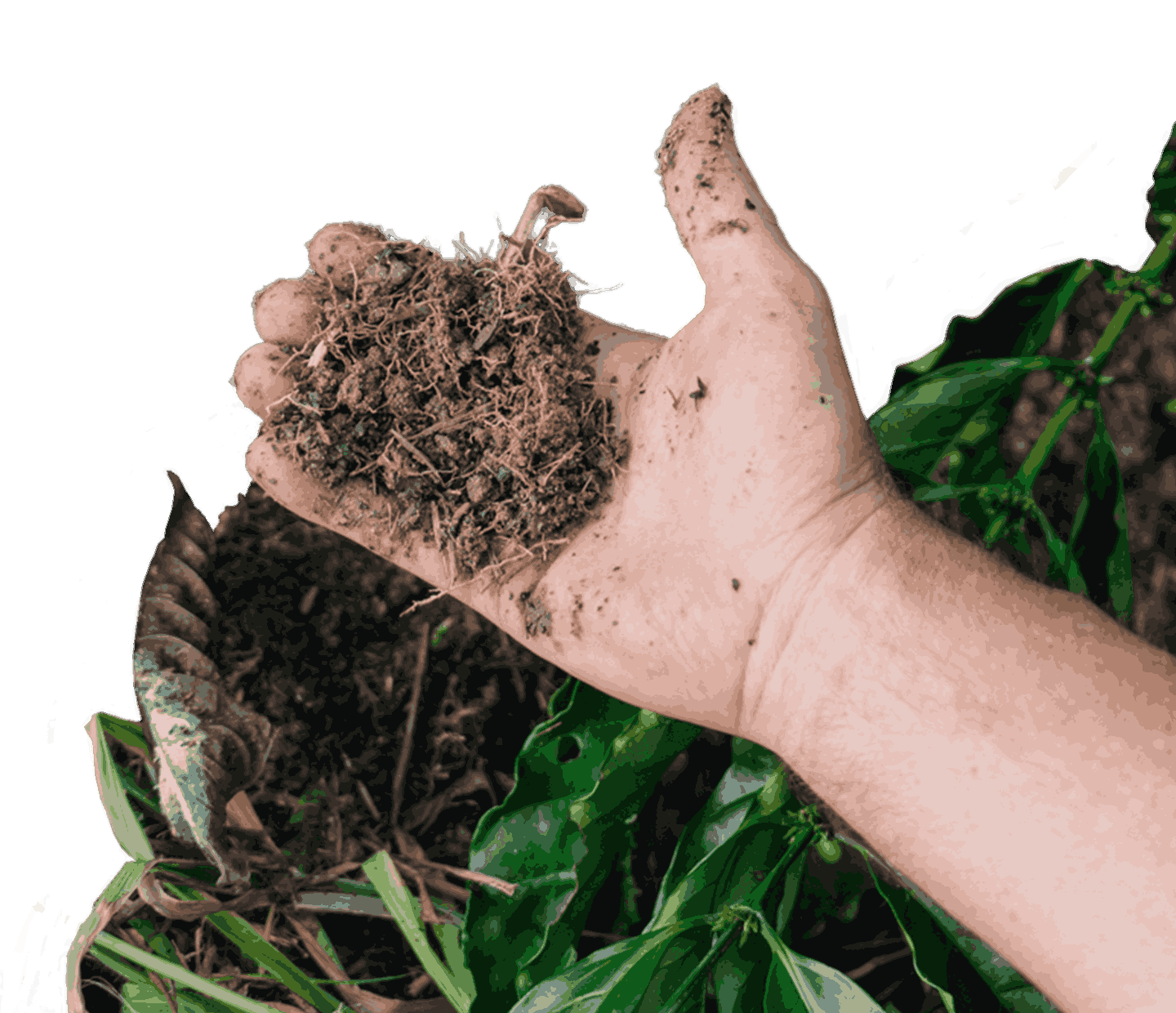 sağlıklı topraklar