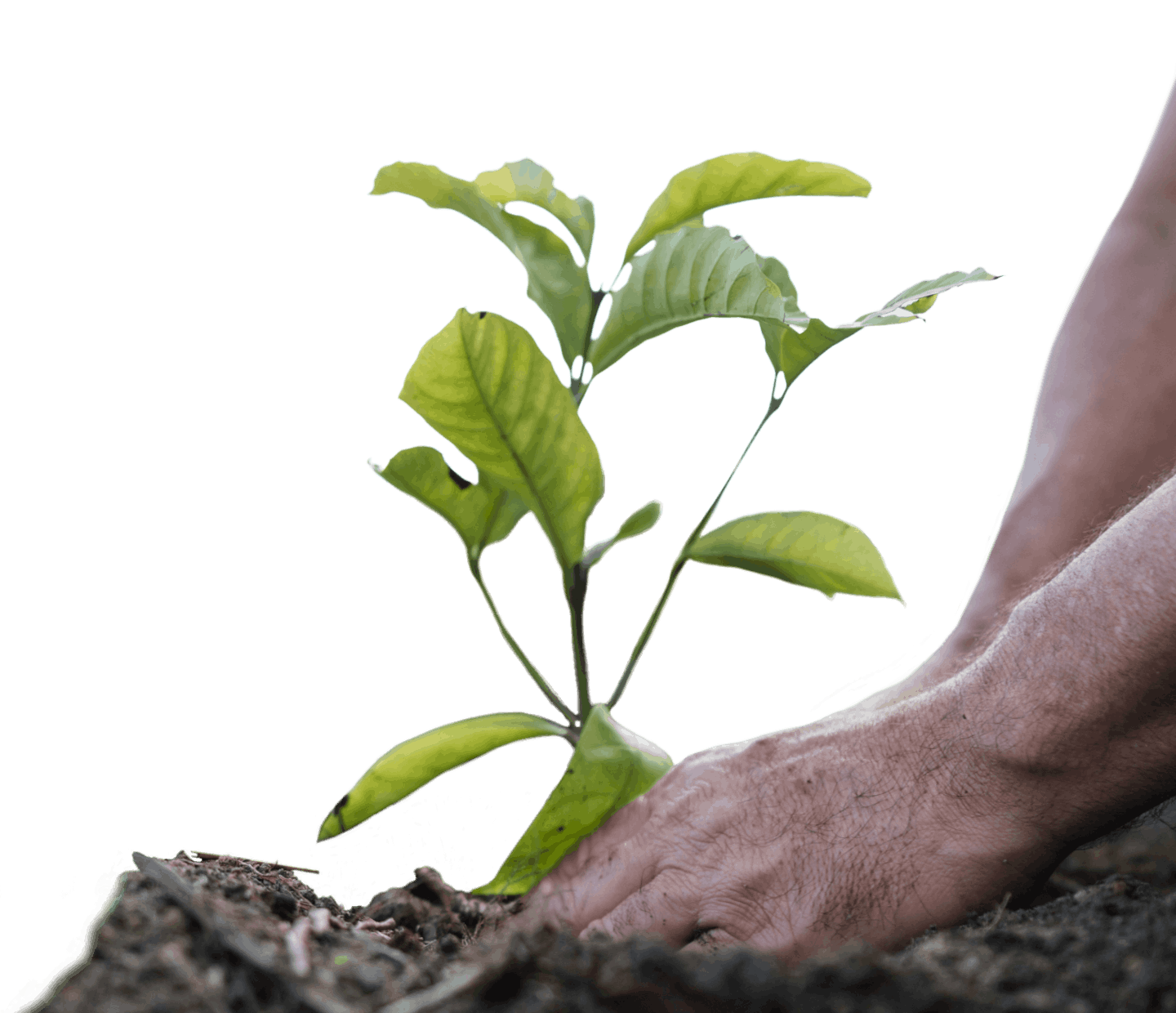 rejeneratif tarım uygulamaları