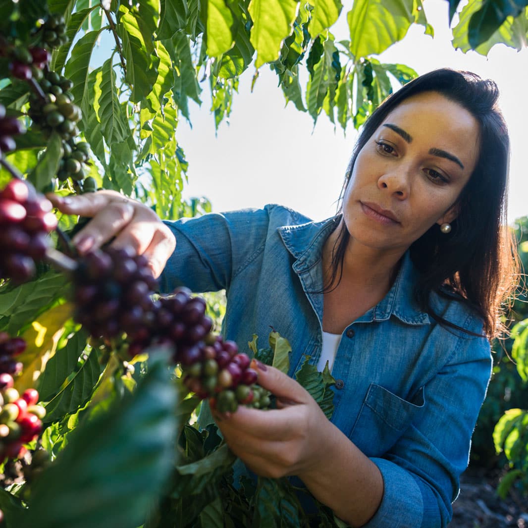 kahve ağaçlarını kontrol eden ziraat mühendisi