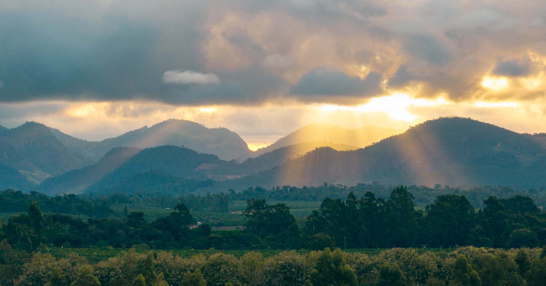 brezilya kahve arazisi