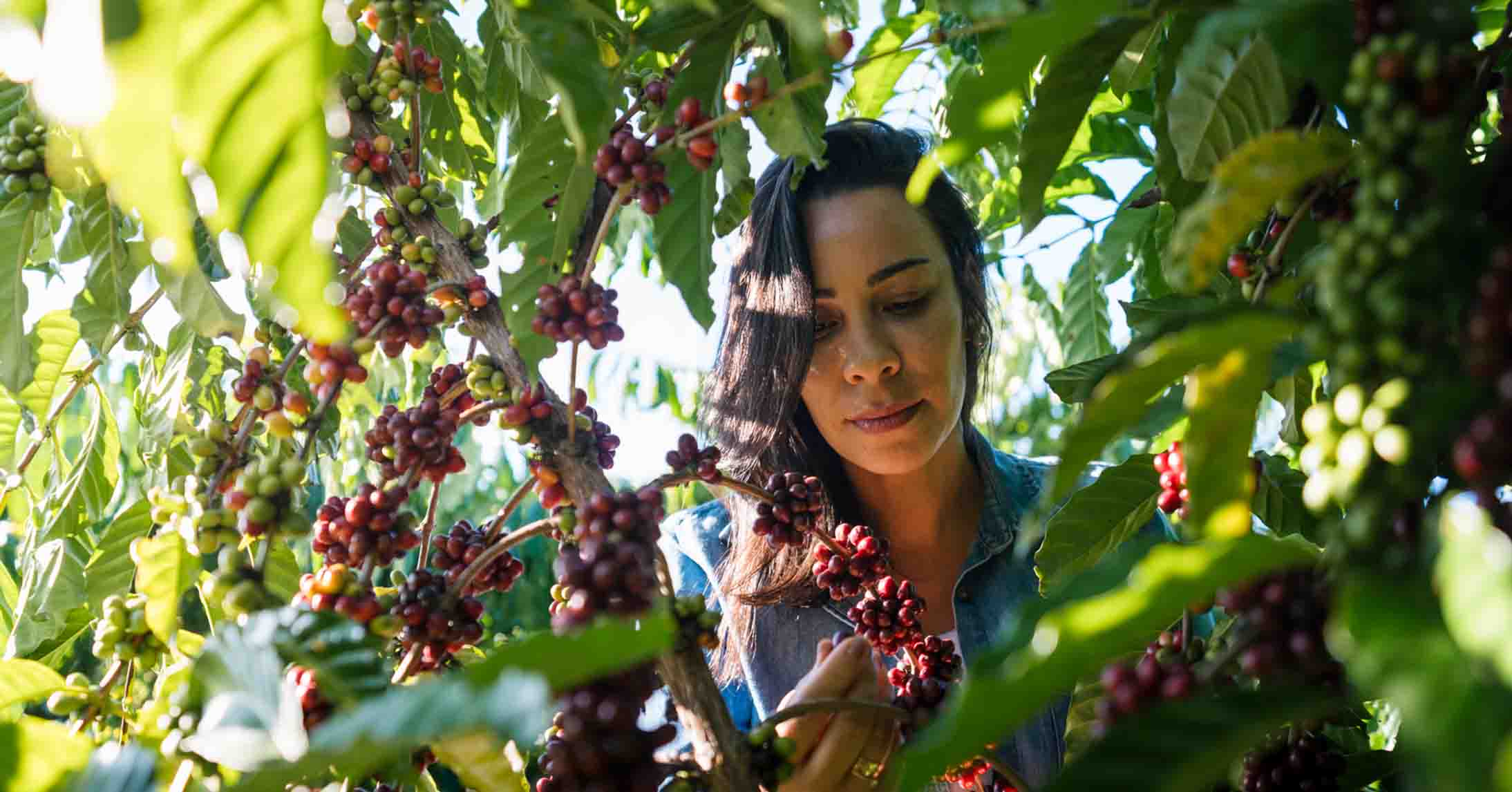 brezilya'da ziraat mühendisleri desktop