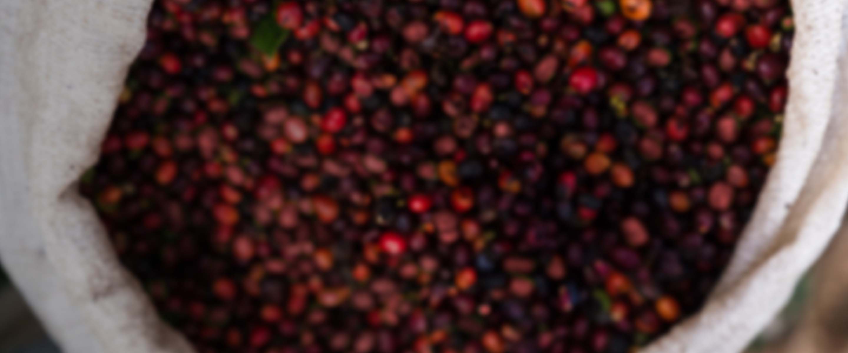 nescafé ziraat mühendisleri