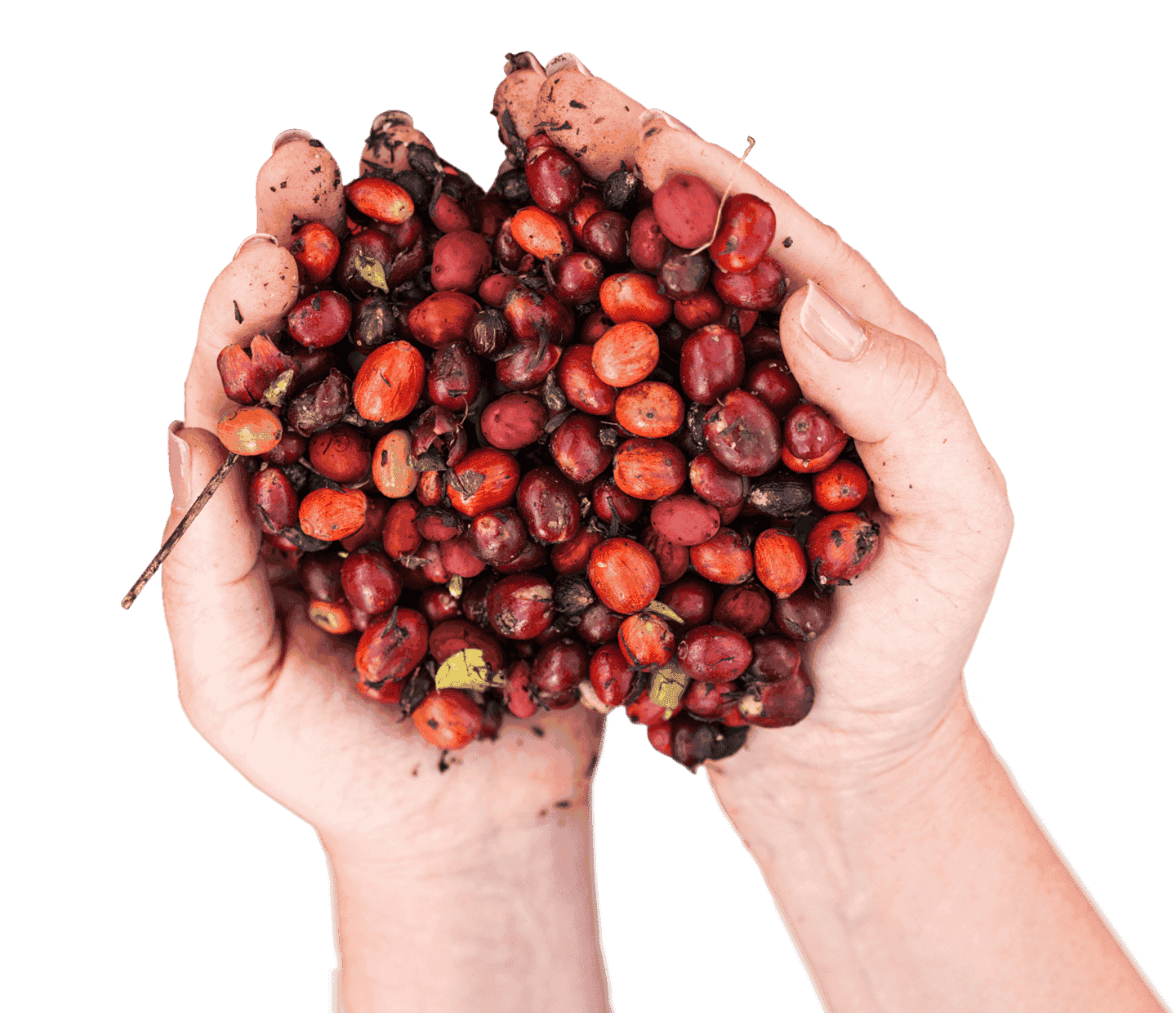 nescafé kahve ziraat mühendisleri