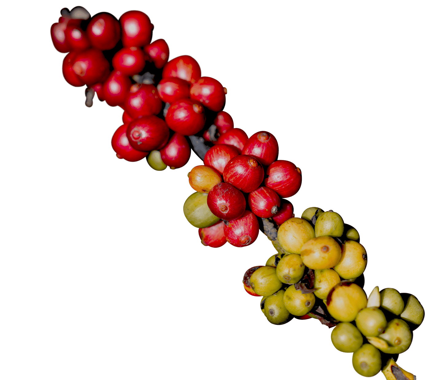 nescafé kahve çiftçisi