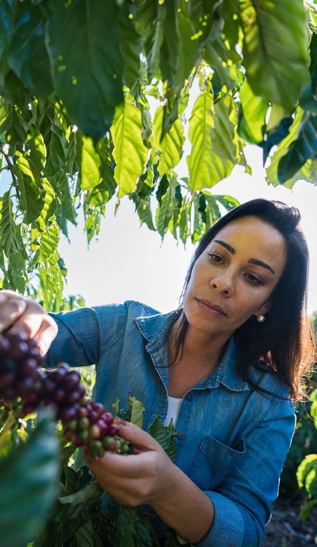 kahve ziraat mühendisleri