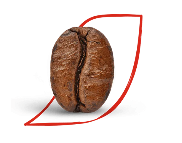Arabica bean