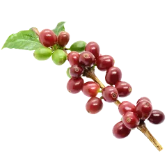 nescafé çiftçileri