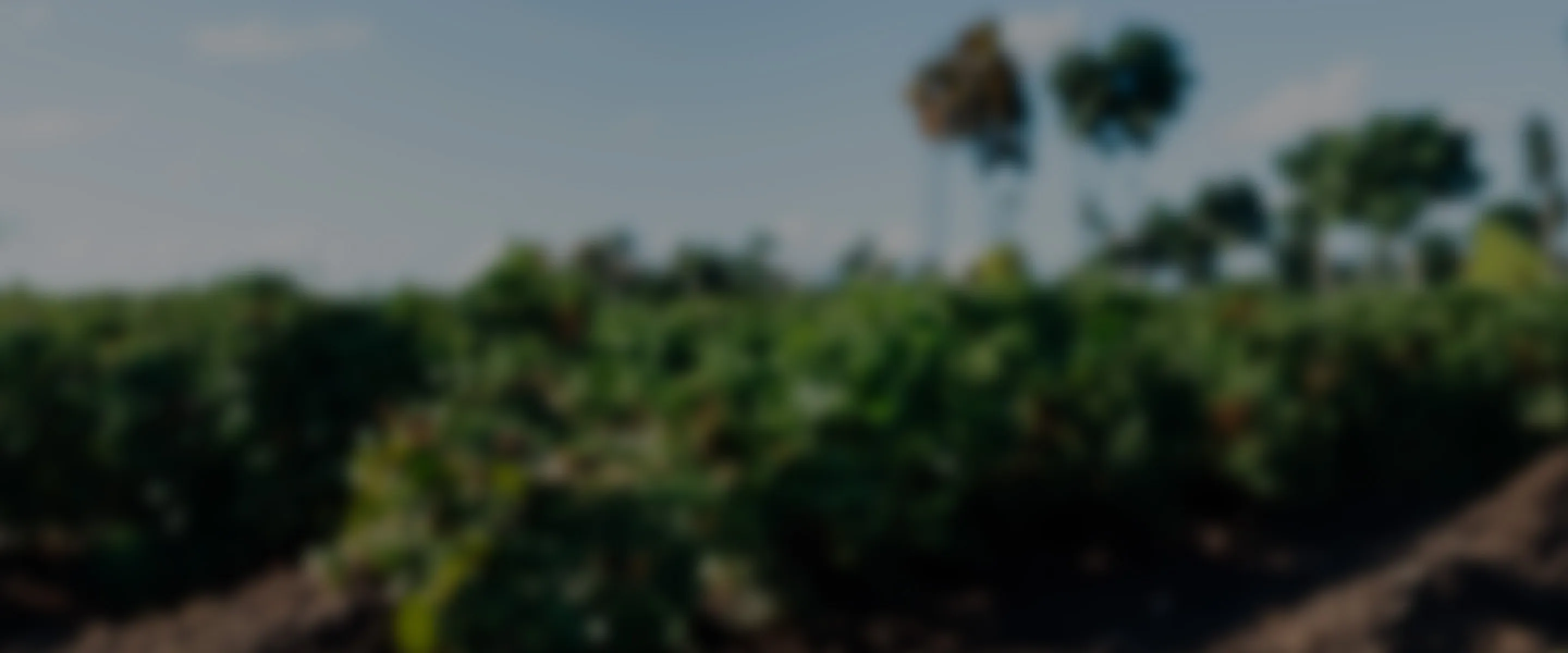 Kahve sektöründe kadınlar