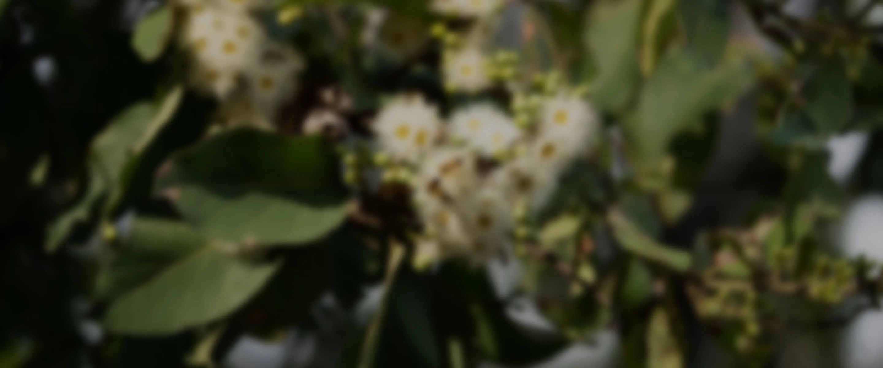 rüzgar kırıcı ağaçlar