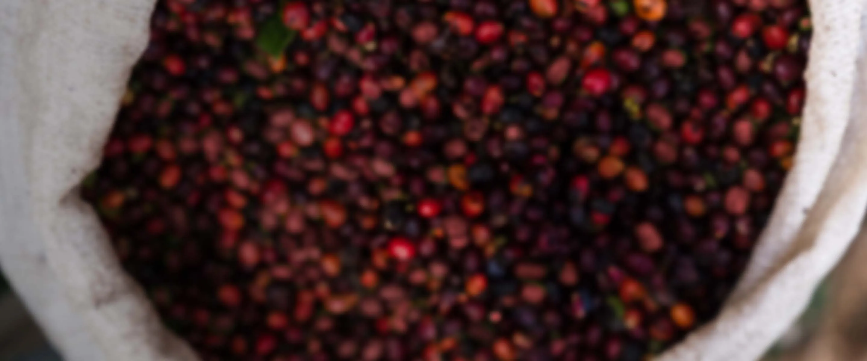 nescafé ziraat mühendisleri