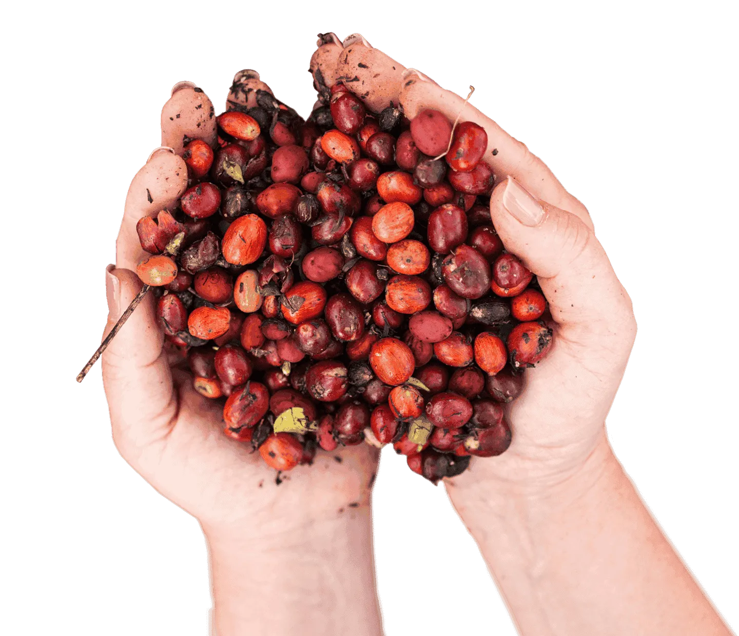 nescafé kahve ziraat mühendisleri