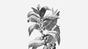 Coffee facts