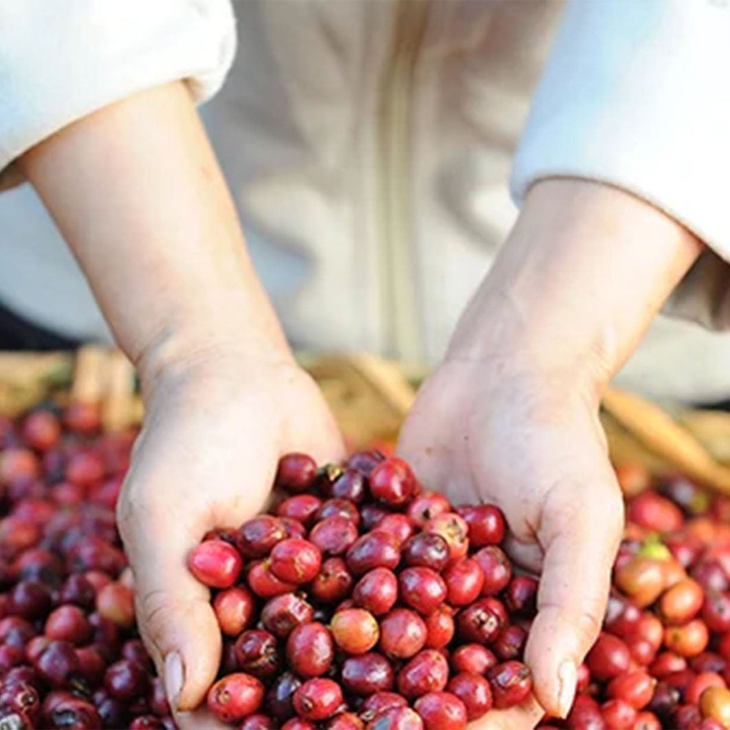 雀巢金牌研磨咖啡