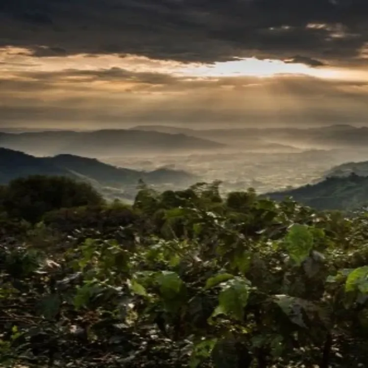 Coffee plantation
