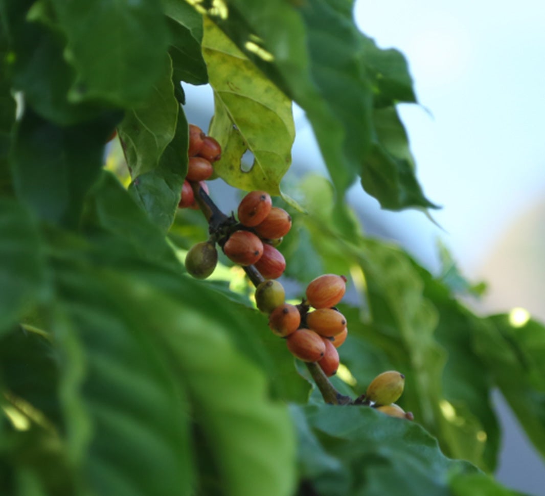 Факти про каву