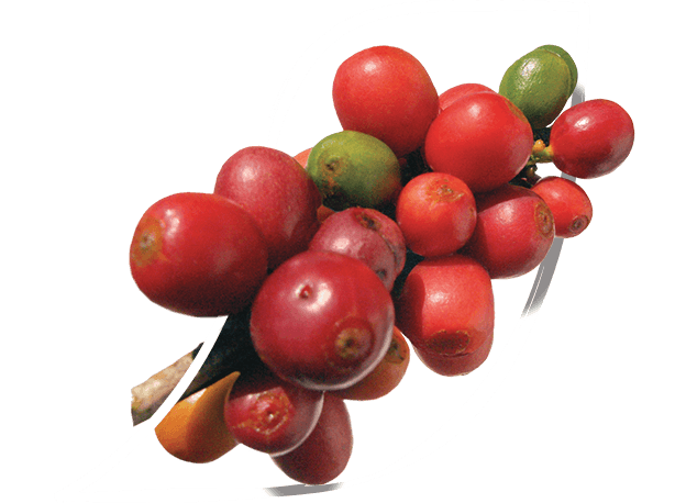 Nescafé® Dolce Gusto®