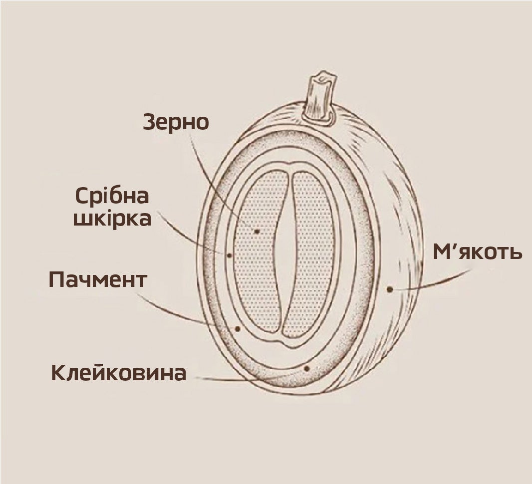 Кавове зерно у розрізі