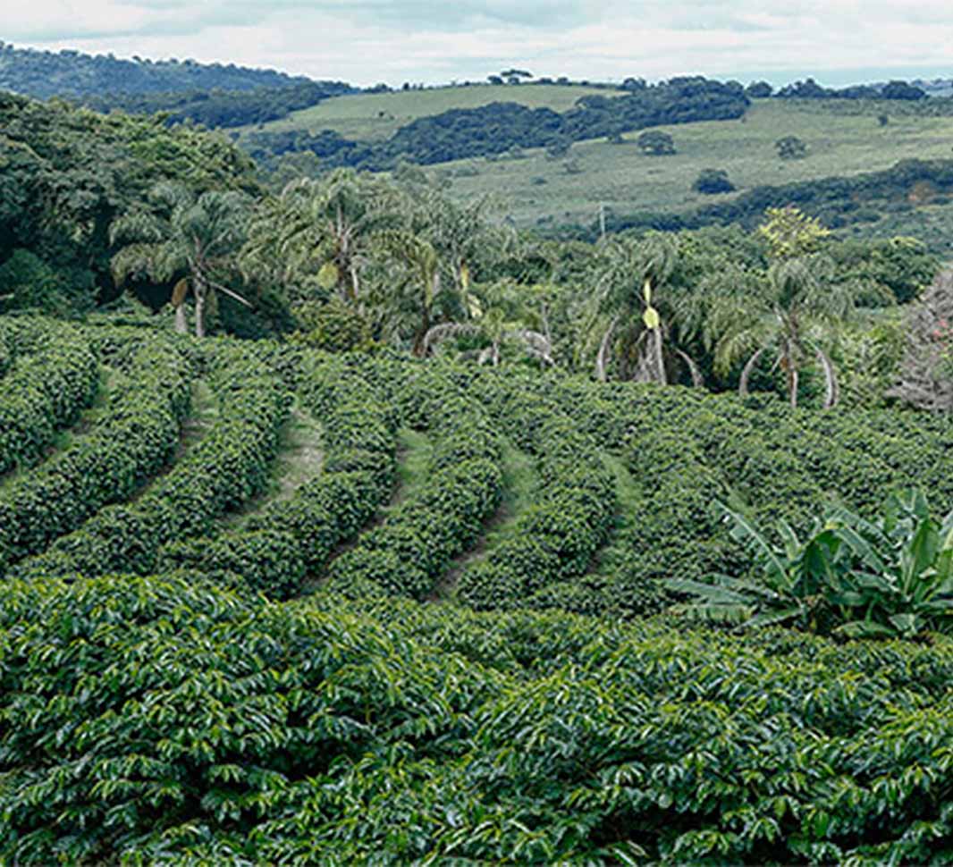 Кавова плантація