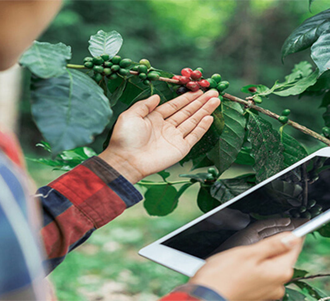 фермер із планшетом тримає кавову гілку із зернами