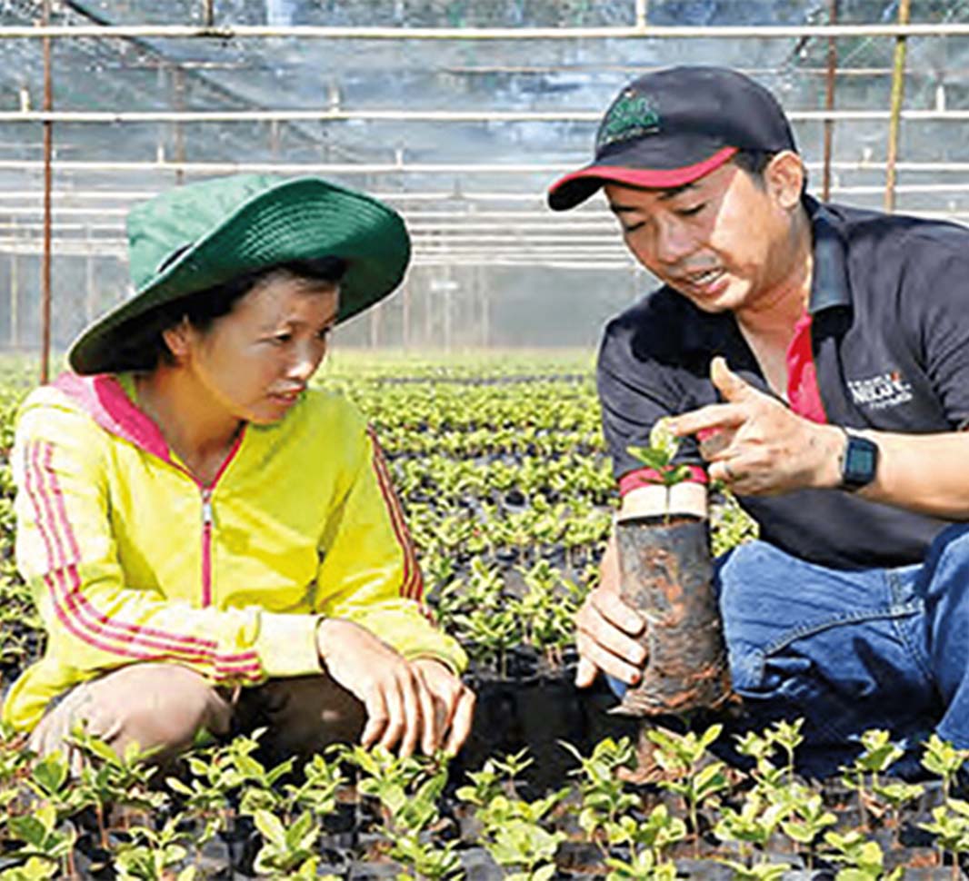 навчання вирощуванню кави