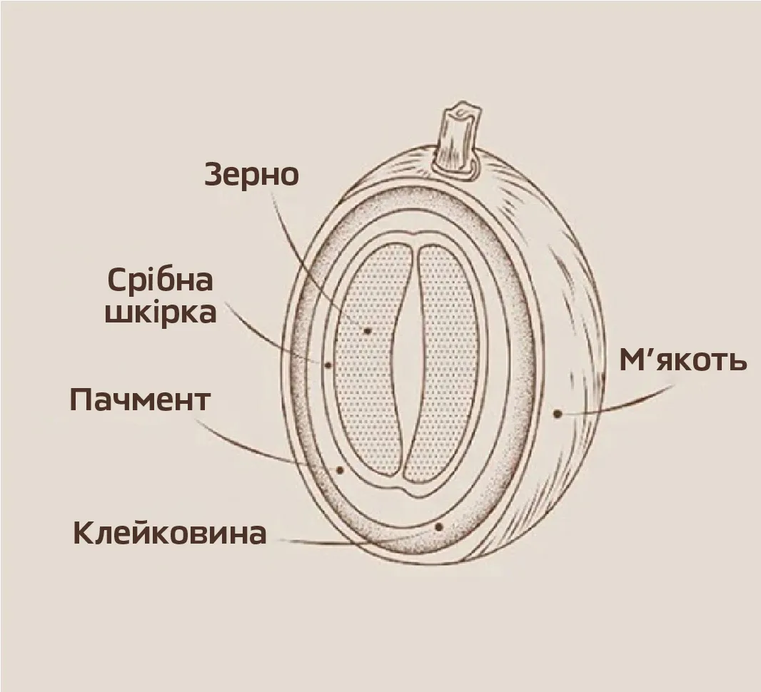 Кавове зерно у розрізі