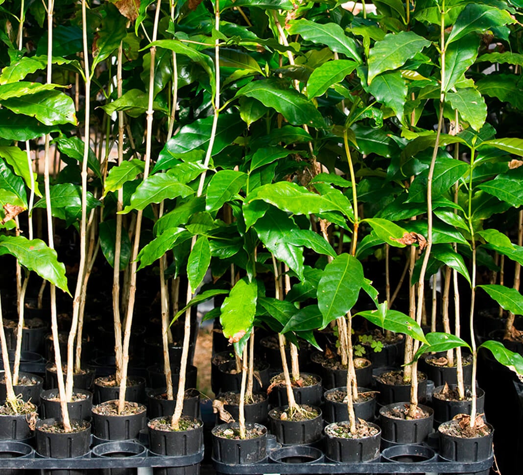 Coffee plantlets in pots