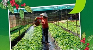 Giảm 40% - 60% lượng nước tưới, 20% phân bón và thuốc trừ sâu